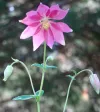 aquilegia-clematiflora